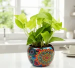 Evergreen Rajwada Potted Money Plant