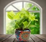 Evergreen Rajwada Potted Money Plant